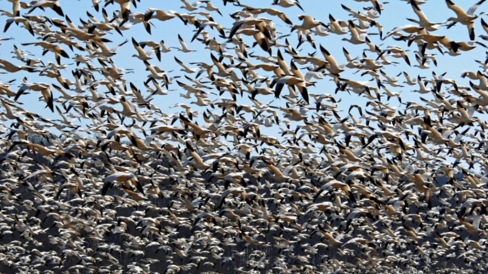 snow_geese_winged_chaos_ci_3