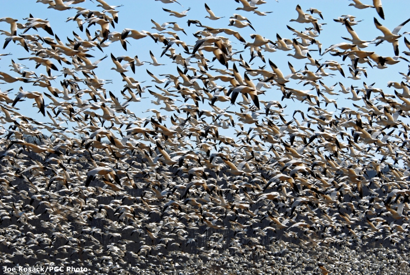 snow_geese_winged_chaos_ci_3
