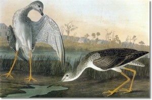audubon-v-shorebirds-greater-yellowlegs-aka-tell-tale-godwit-or-snipe